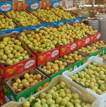 Taze Yaş Kayısı 5 Kg - Yeni Hasat Sınırlı Stoklar
