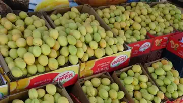Taze Yaş Kayısı 5 Kg - Yeni Hasat Sınırlı Stoklar